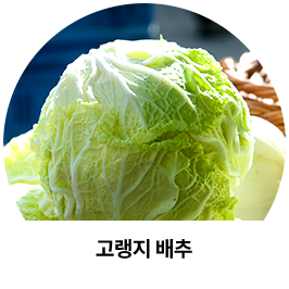 고랭지 배추